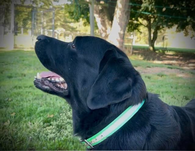 Labrador Retriever Puppies media 6
