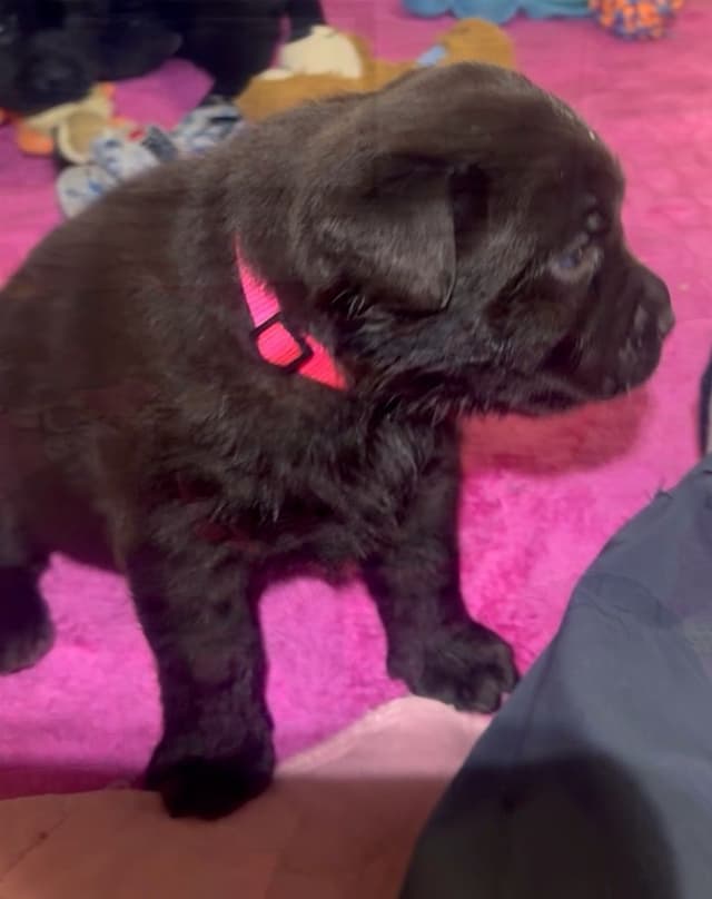 Labrador Retriever Puppies media 7