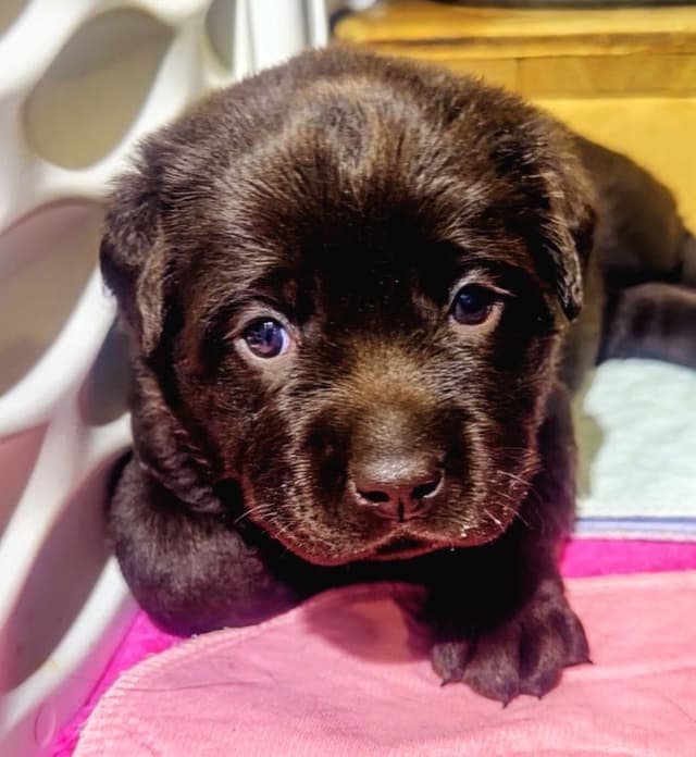 Labrador Retriever Puppies media 9