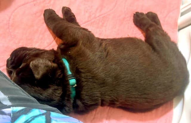 Labrador Retriever Puppies media 10