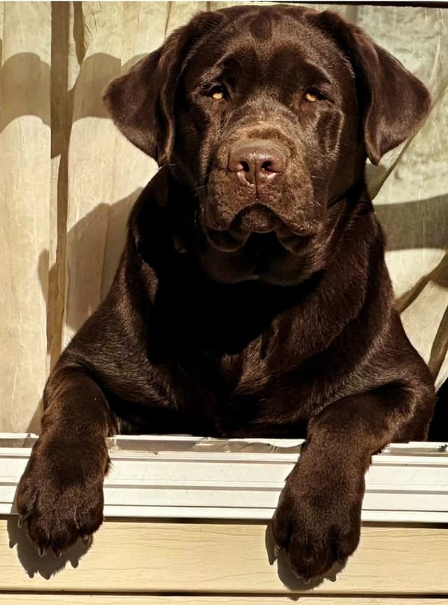 Labrador Retriever Puppies media 11