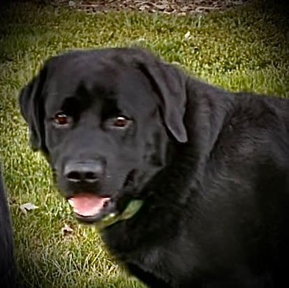 Labrador Retriever Puppies media 13