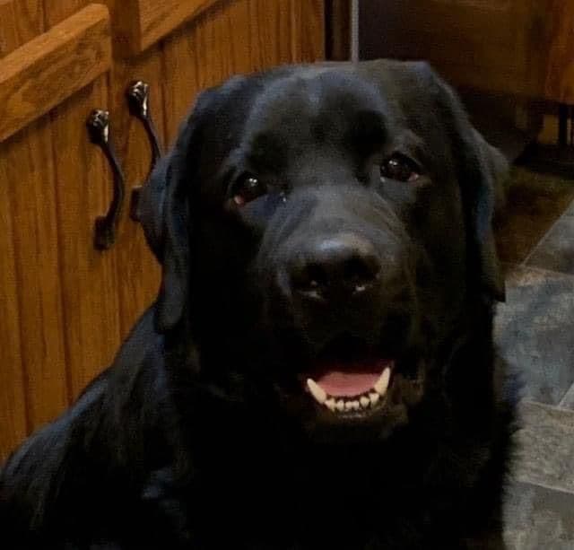 Labrador Retriever Puppies media 14
