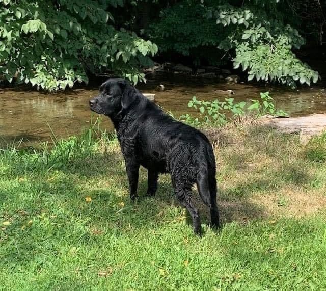 Labrador Retriever Puppies media 16
