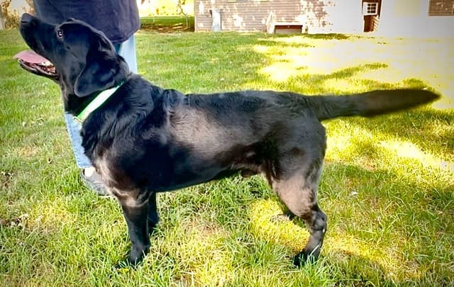 Labrador Retriever Puppies media 17