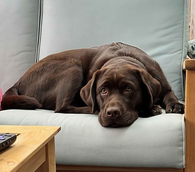 Labrador Retriever Puppies media 19