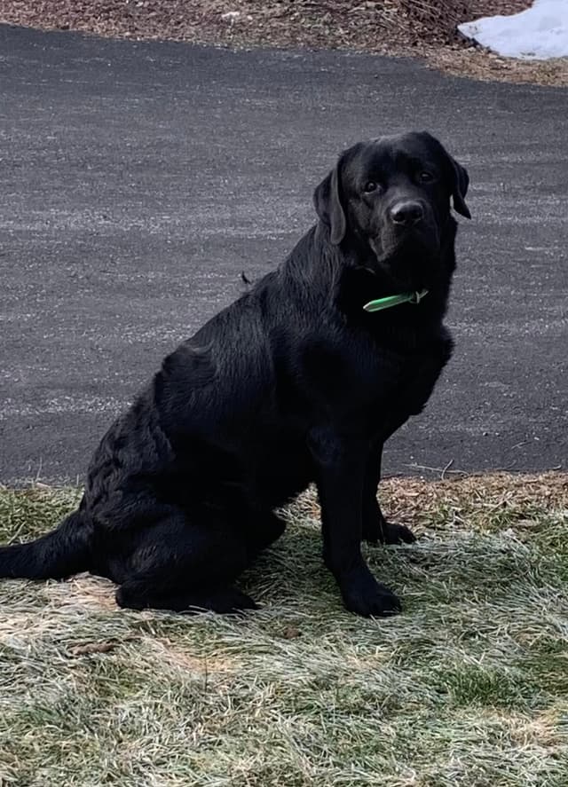 Labrador Retriever Puppies media 18