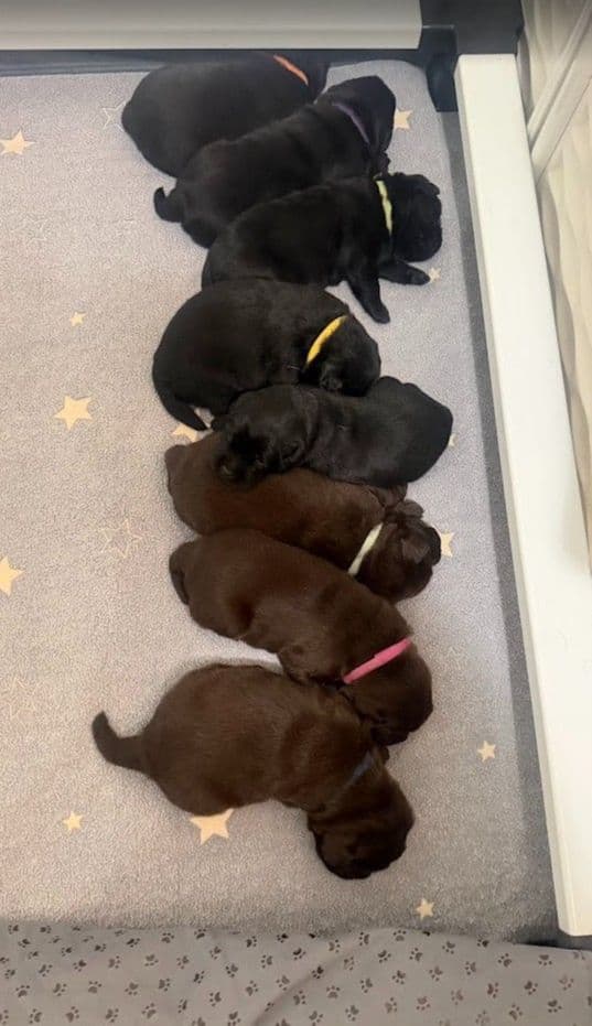 Labrador Retriever Puppies media 20