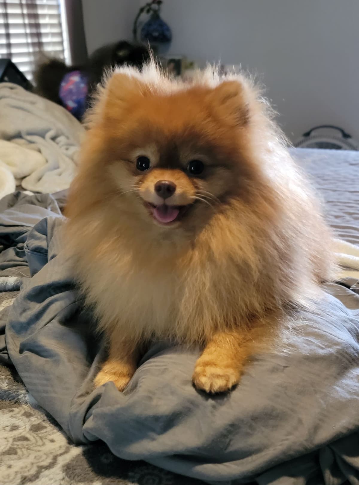Pomeranian Puppies breeder image 1