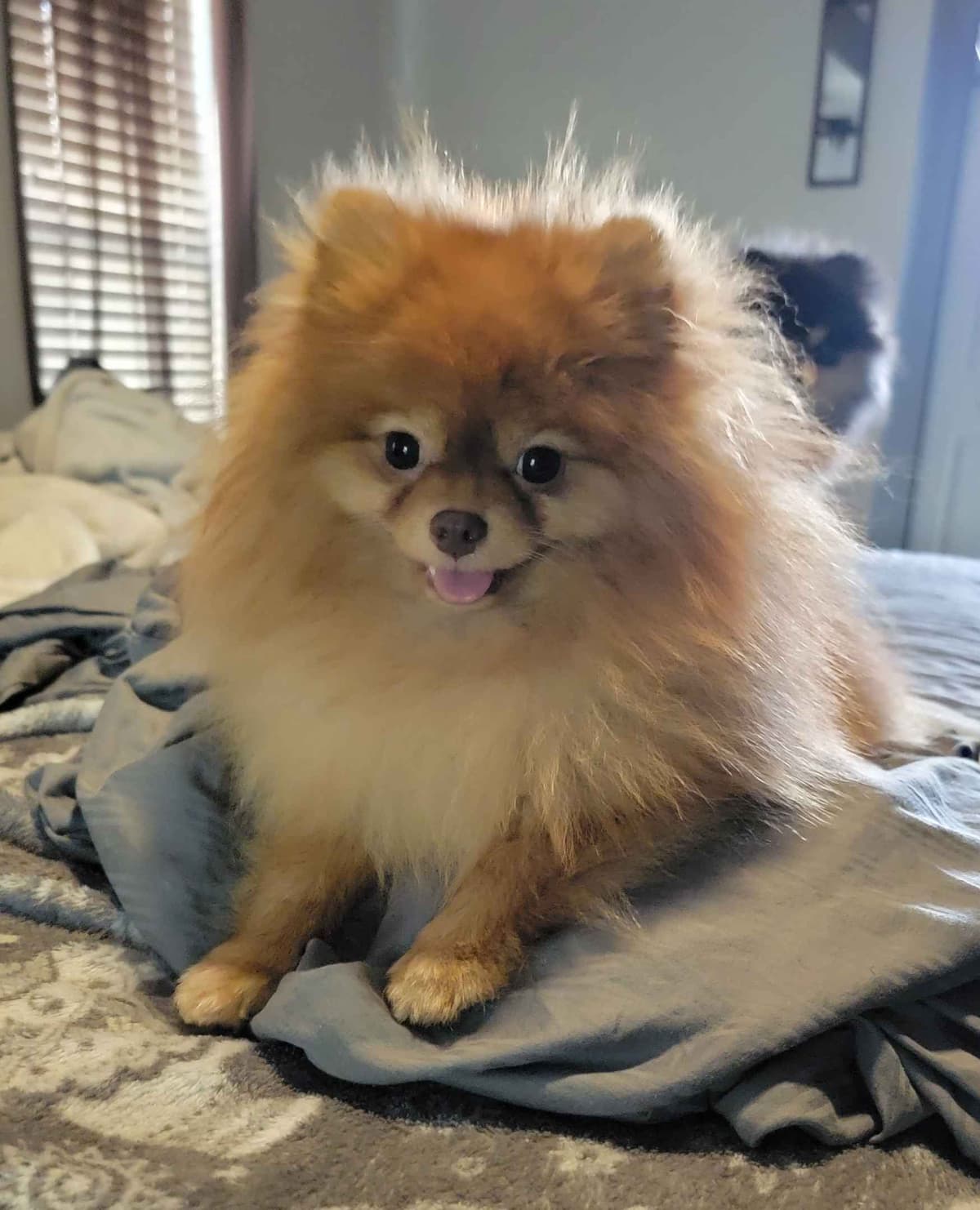 Pomeranian Puppies breeder image 2