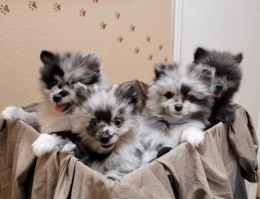 Pomeranian Puppies breeder image 3