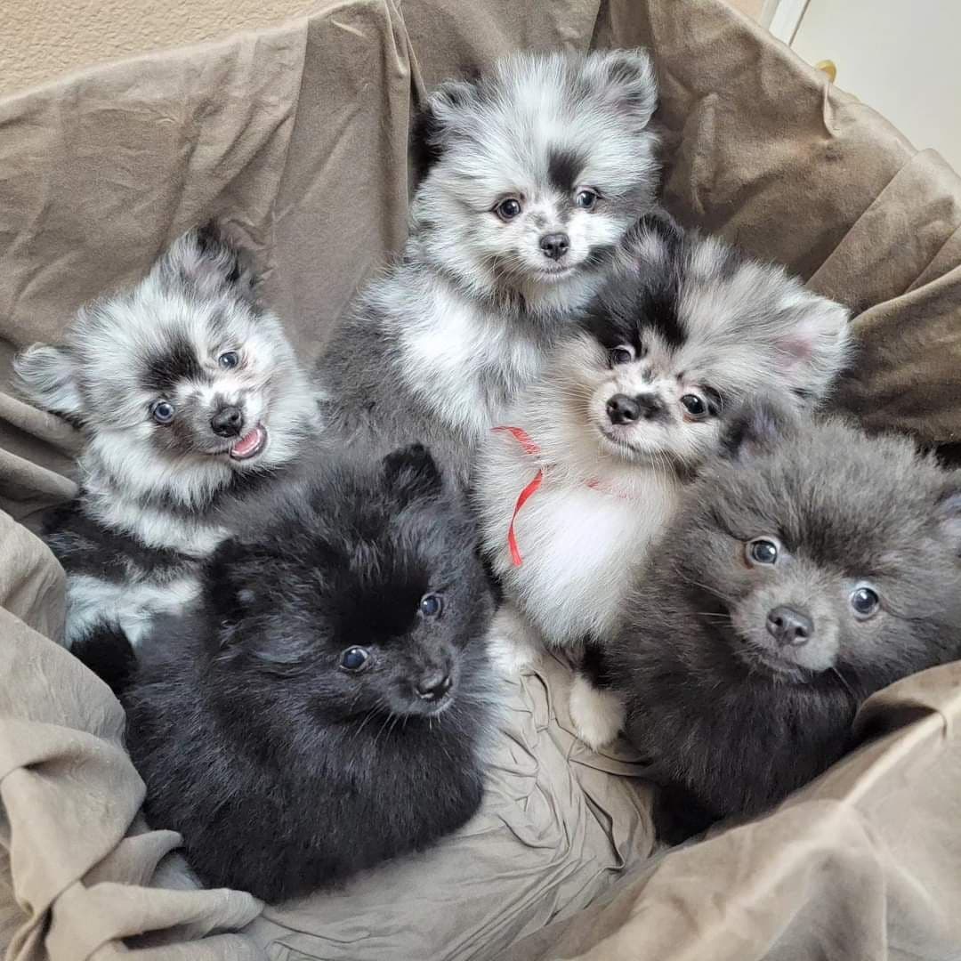 Pomeranian Puppies breeder image 4