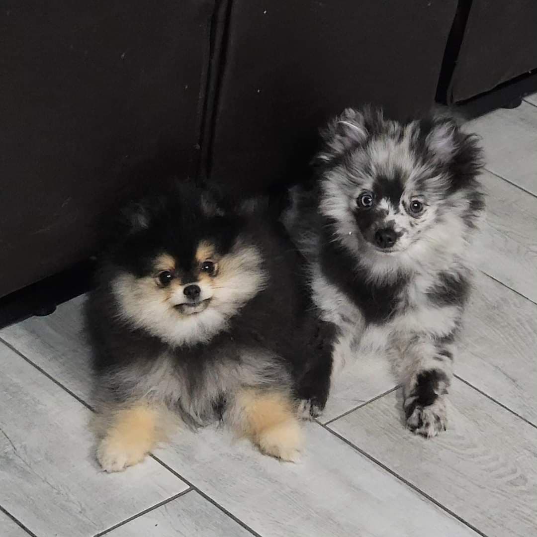 Pomeranian Puppies breeder image 5