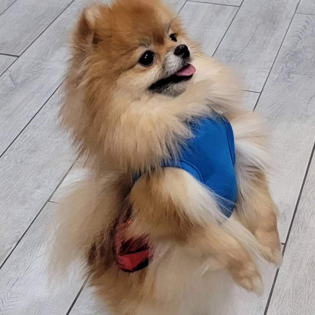 Pomeranian Puppies breeder image 6