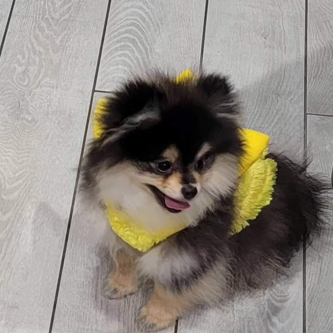 Pomeranian Puppies breeder image 8