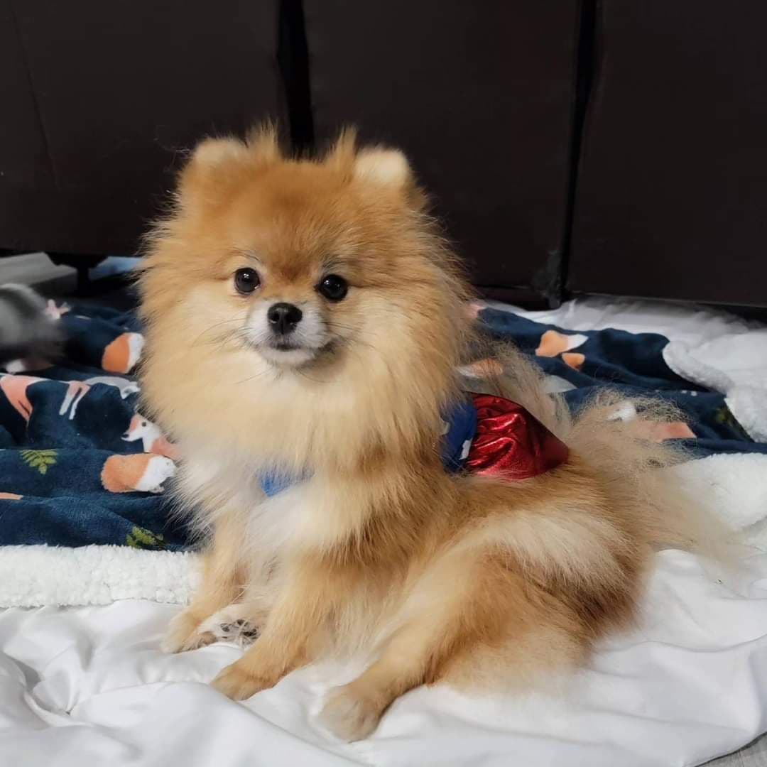 Pomeranian Puppies breeder image 9