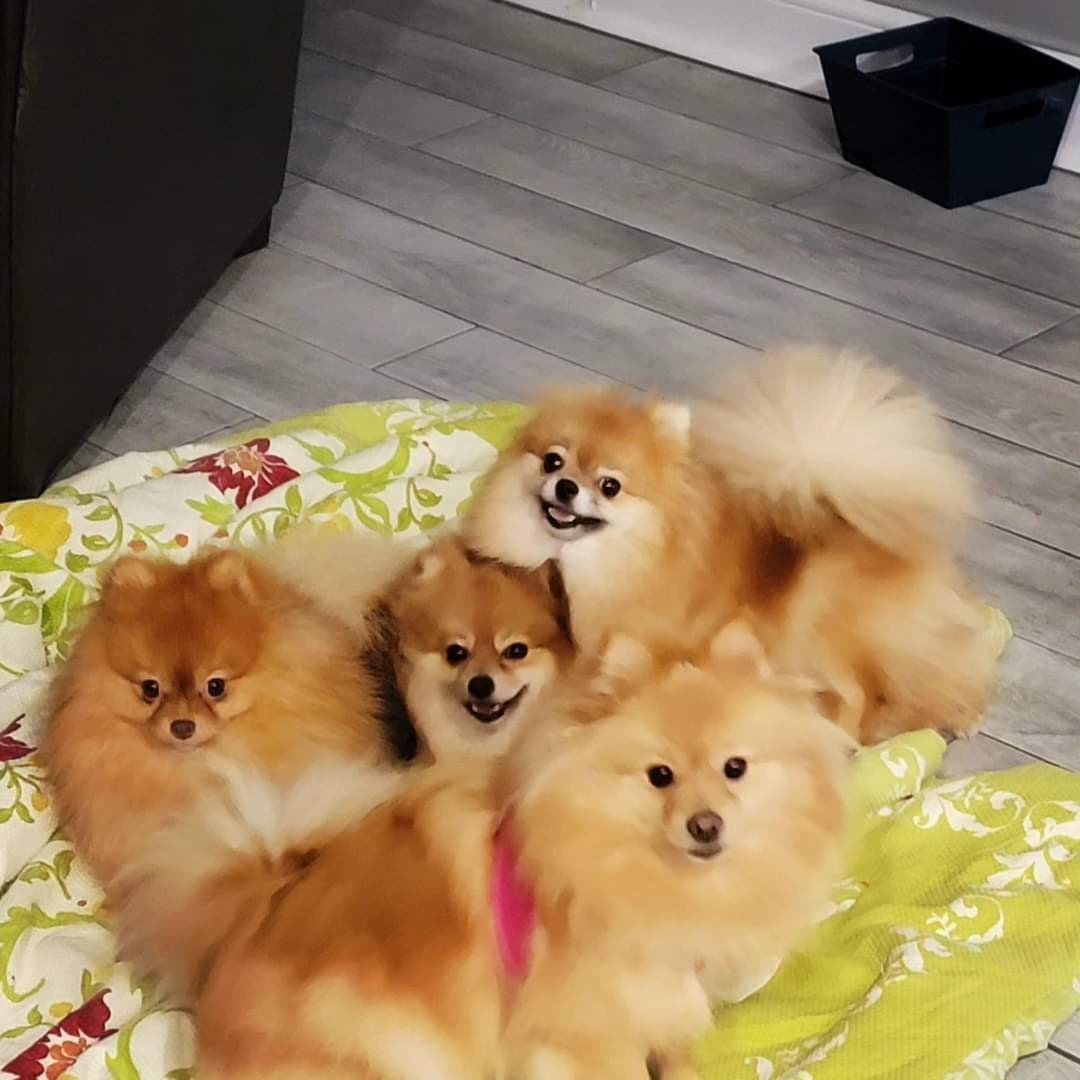 Pomeranian Puppies breeder image 10