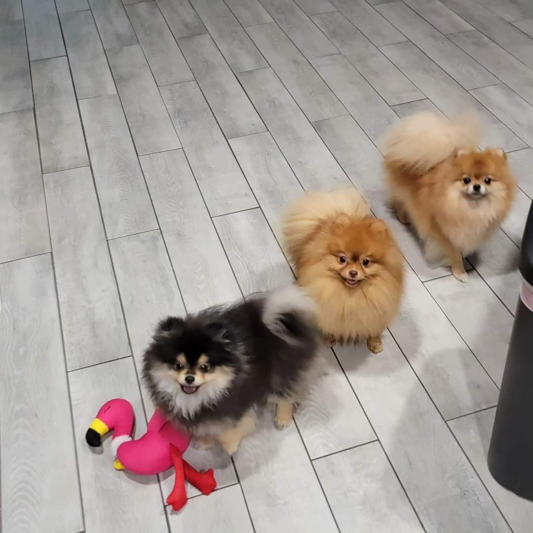 Pomeranian Puppies breeder image 11