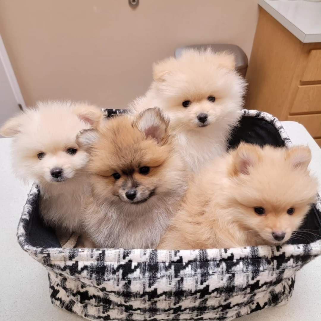 Pomeranian Puppies breeder image 12