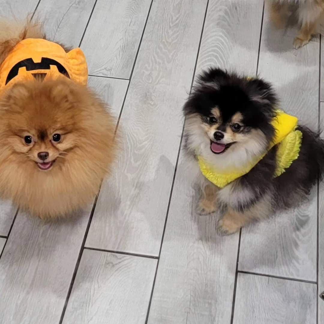Pomeranian Puppies breeder image 13