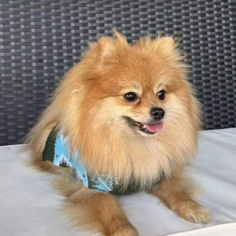 Pomeranian Puppies breeder image 14