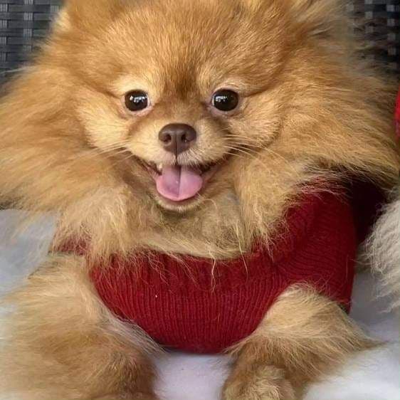 Pomeranian Puppies breeder image 15