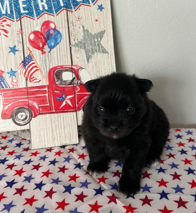 Pomeranian Puppies media 2