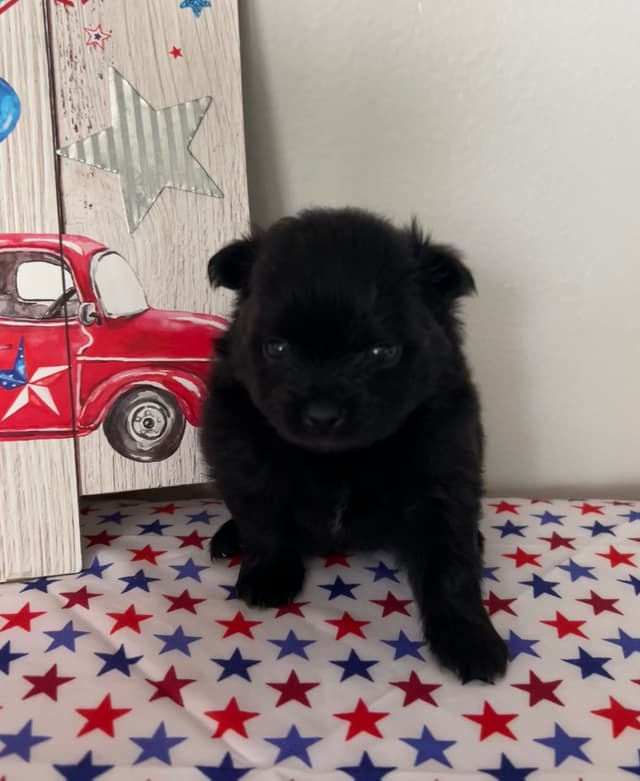 Pomeranian Puppies media 4