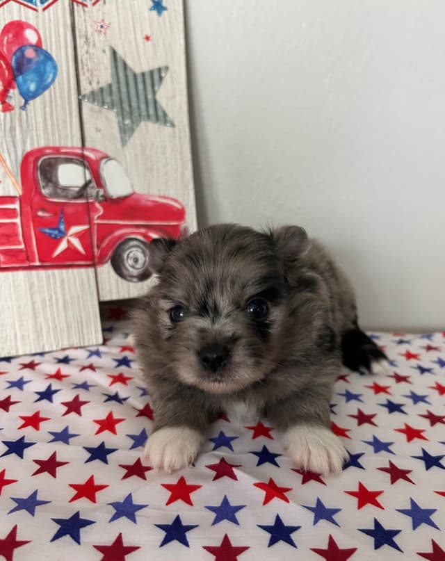 Pomeranian Puppies media 3