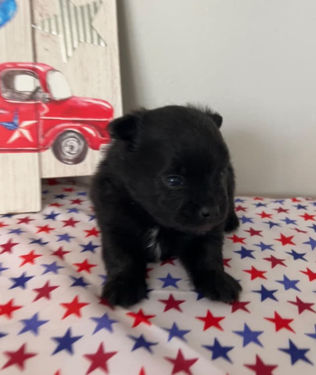 Pomeranian Puppies media 5