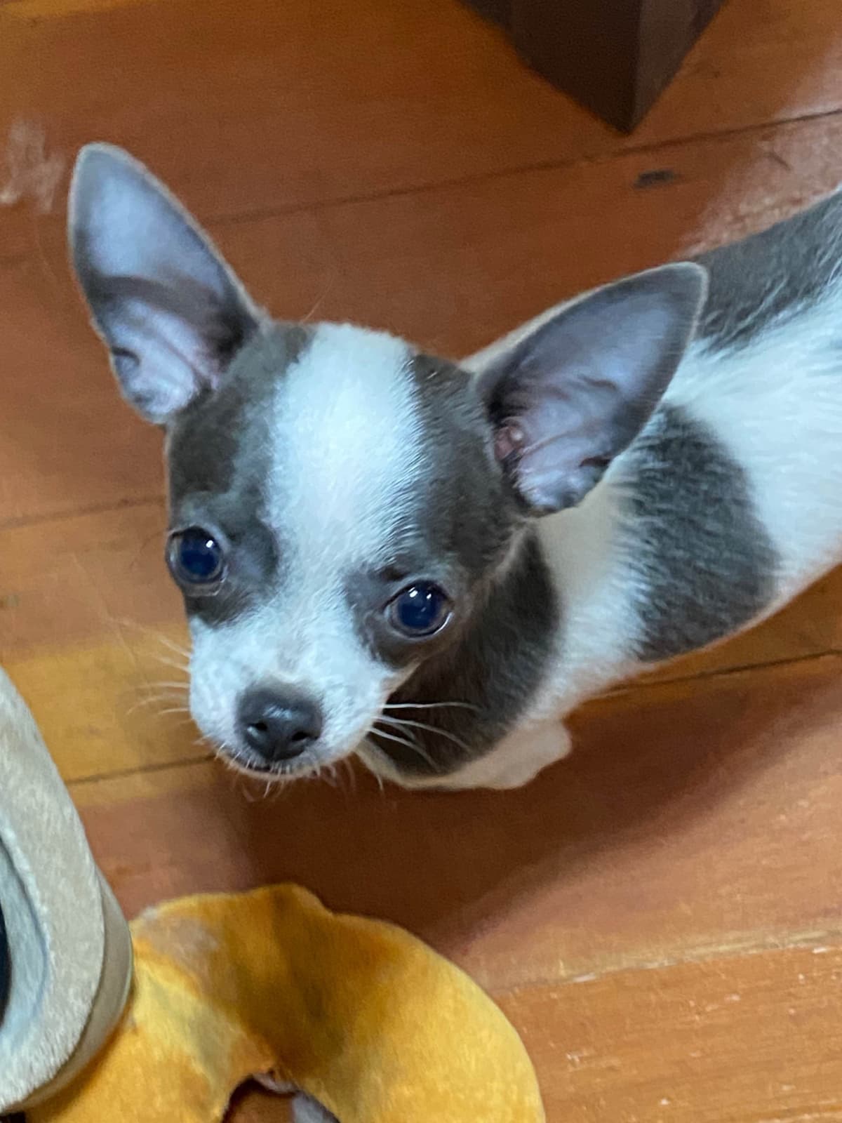 Chihuahua Puppies White male/ BLUE spots, Pure white female CHAMPION breeder image 3