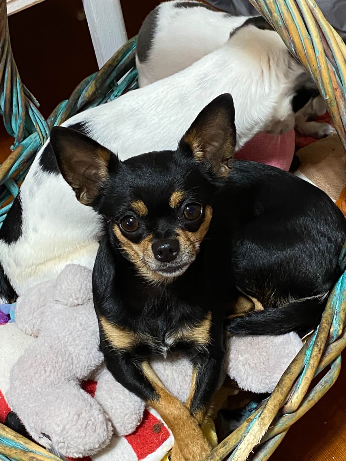 Chihuahua Puppies White male/ BLUE spots, Pure white female CHAMPION breeder image 4