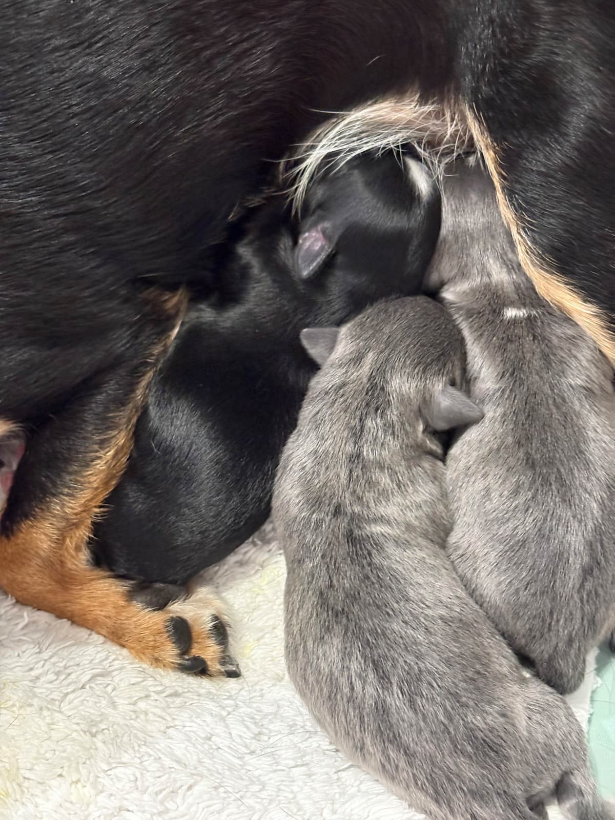 Chihuahua Puppies White male/ BLUE spots, Pure white female CHAMPION breeder image 1