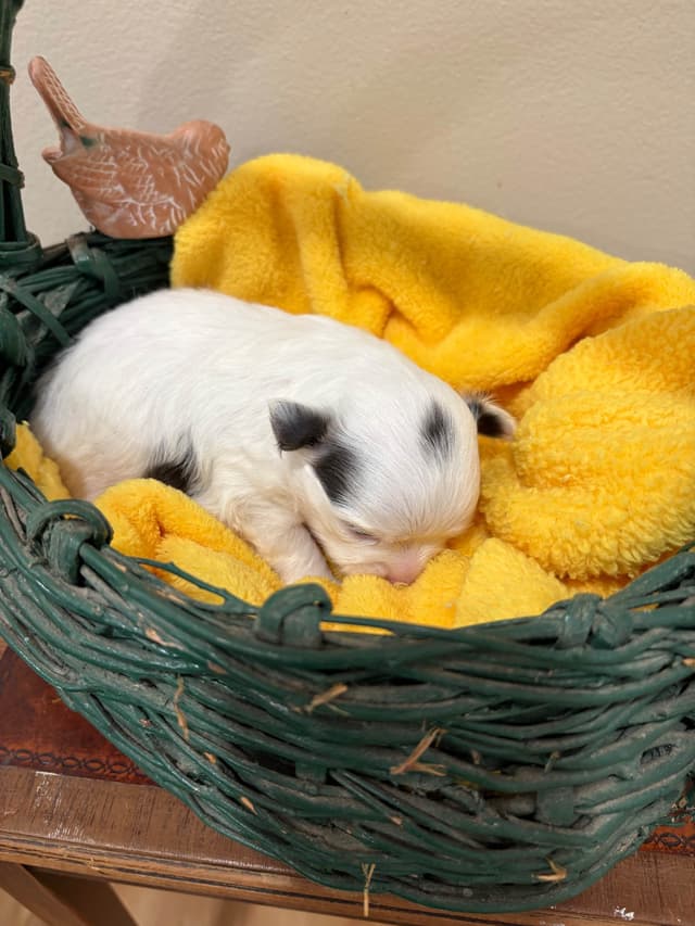 Chihuahua Puppies White male/ BLUE spots,  Pure white female  CHAMPION media 3
