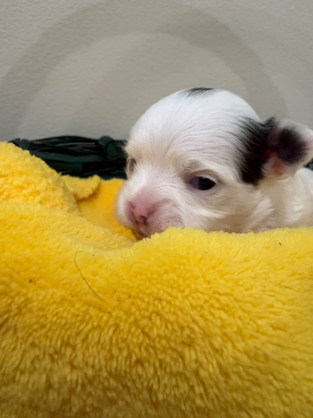 Chihuahua Puppies White male/ BLUE spots,  Pure white female  CHAMPION media 4