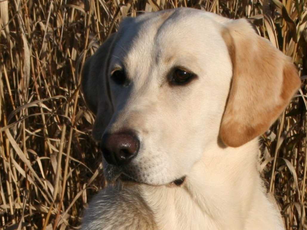 Exceptional Labrador Retriever Puppies breeder image 1