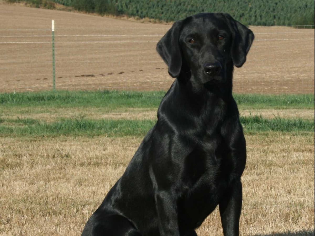 Exceptional Labrador Retriever Puppies breeder image 4