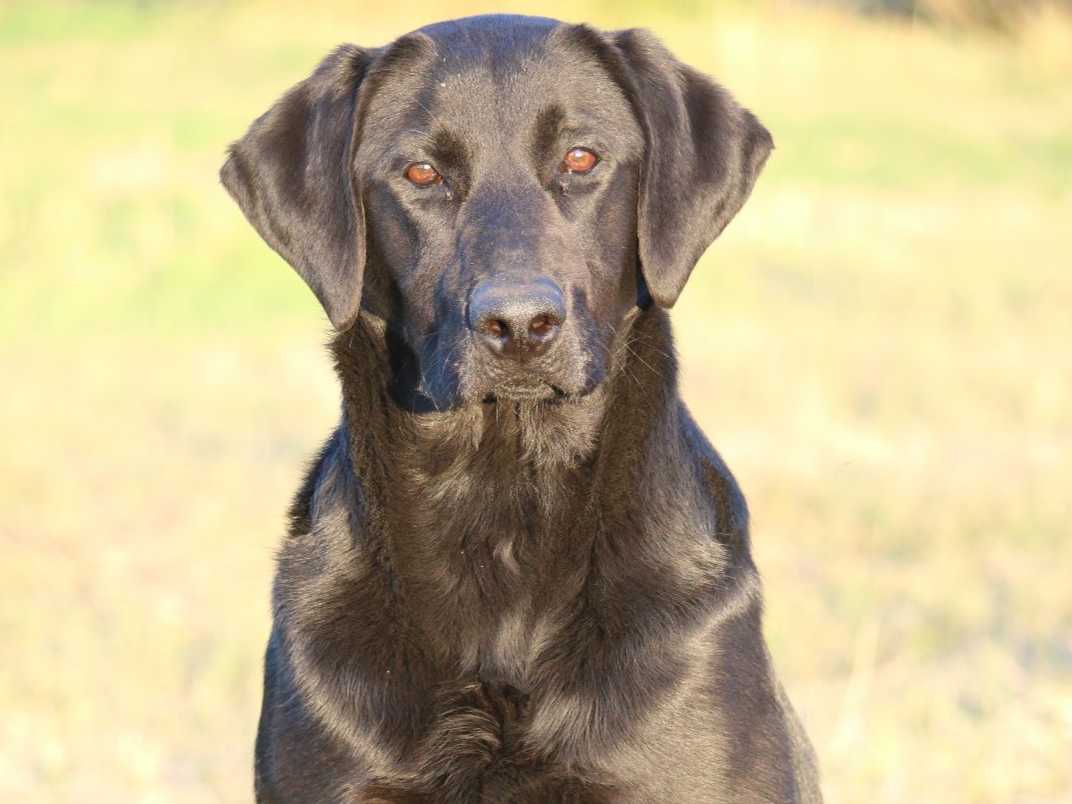 Exceptional Labrador Retriever Puppies breeder image 5