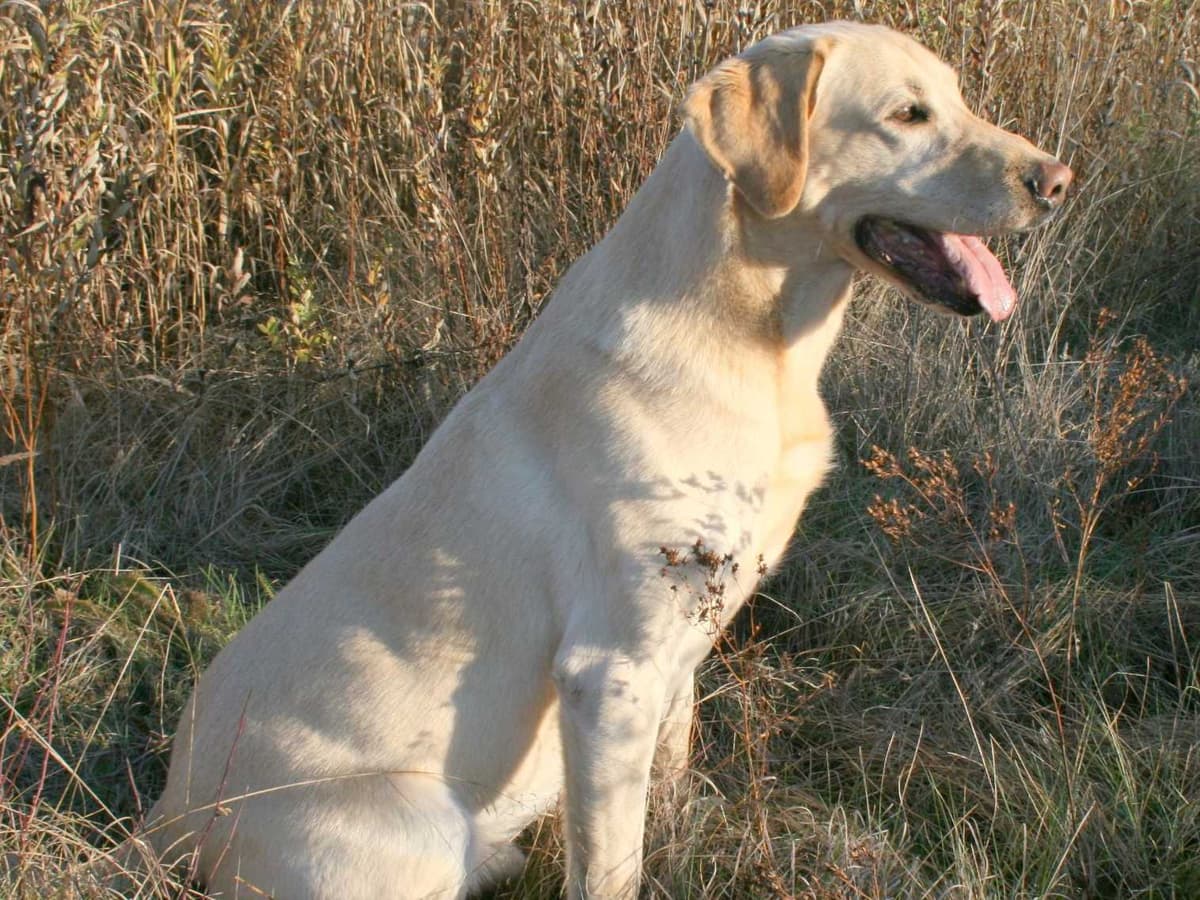 Exceptional Labrador Retriever Puppies breeder image 6