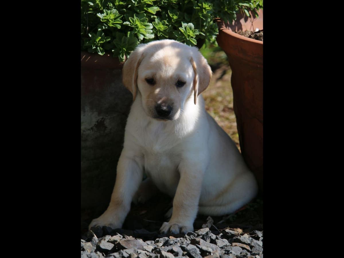 Exceptional Labrador Retriever Puppies breeder image 7