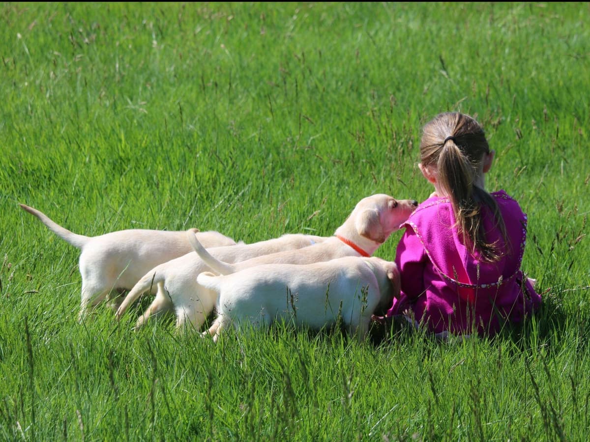 Exceptional Labrador Retriever Puppies breeder image 8