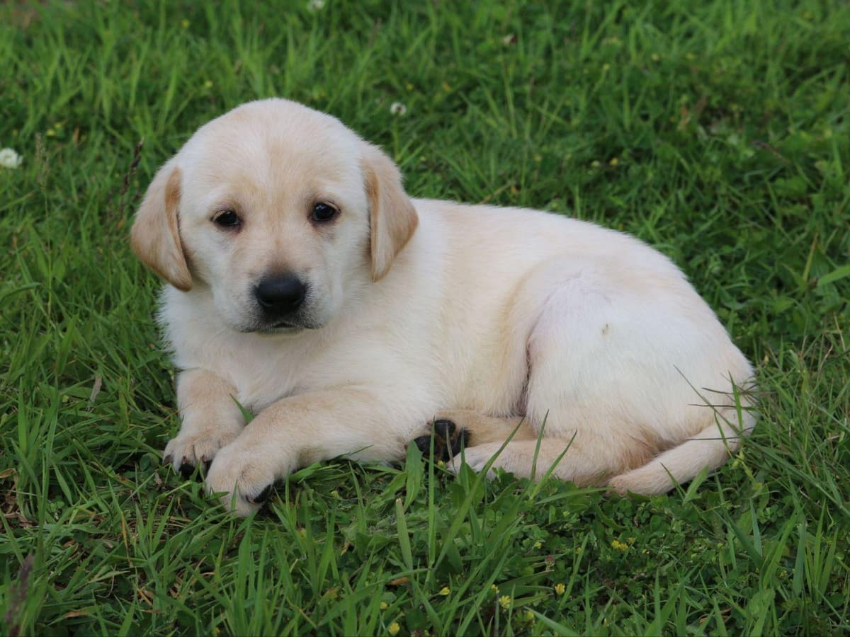 Exceptional Labrador Retriever Puppies breeder image 9
