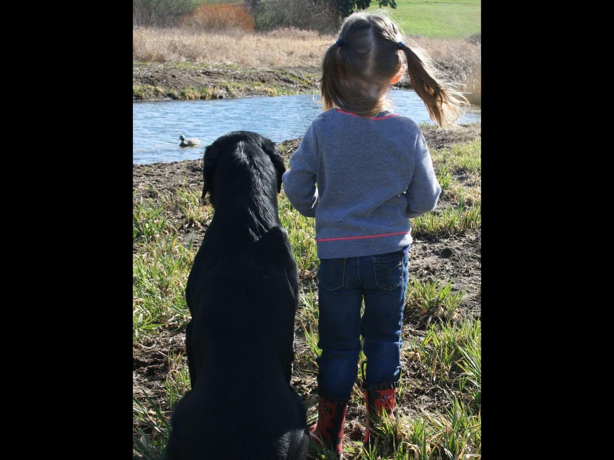 Exceptional Labrador Retriever Puppies breeder image 10