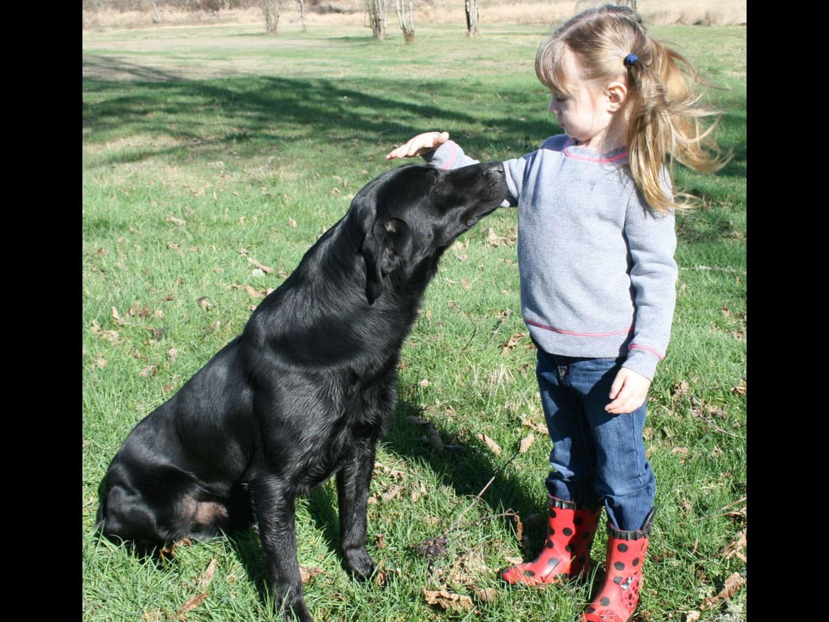 Exceptional Labrador Retriever Puppies breeder image 12