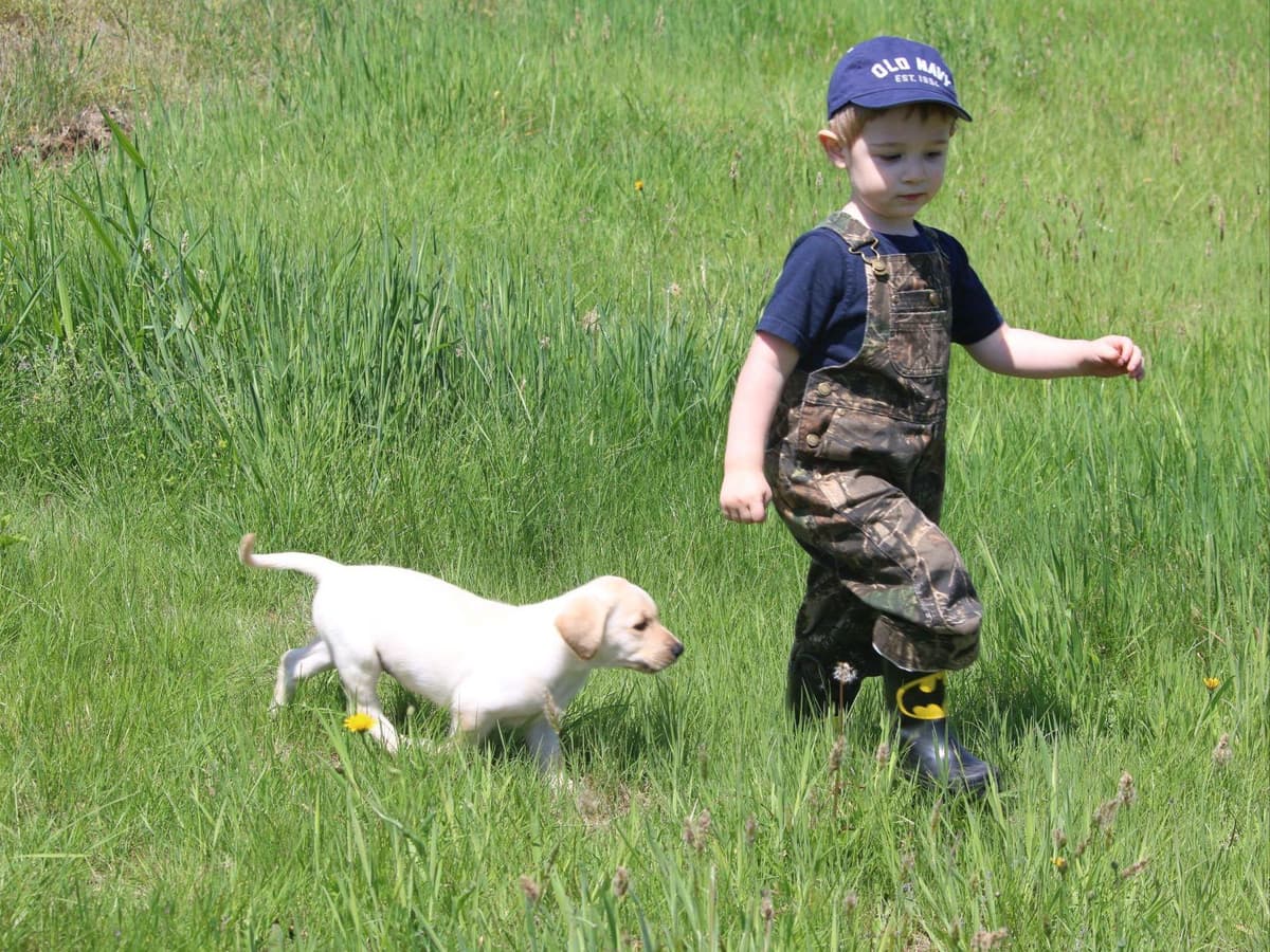 Exceptional Labrador Retriever Puppies breeder image 13