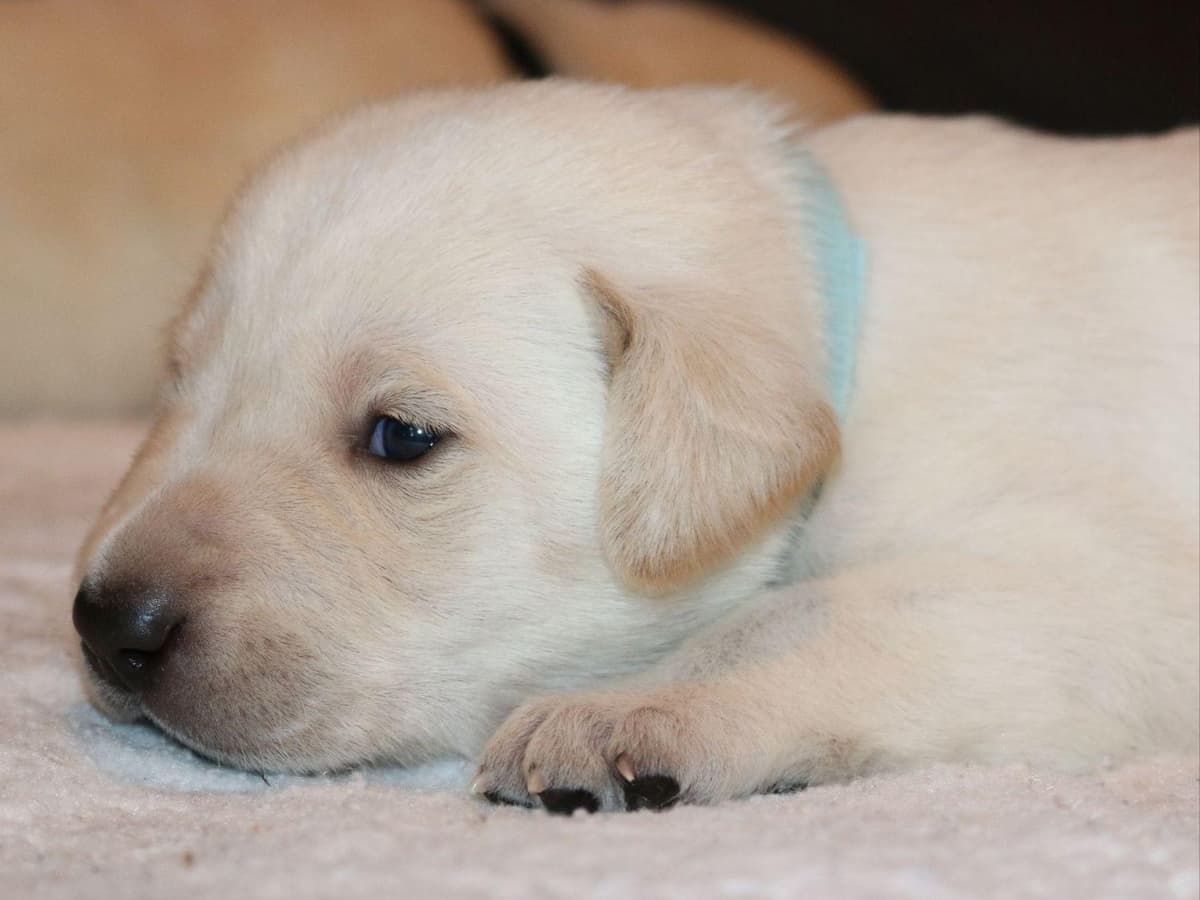 Exceptional Labrador Retriever Puppies breeder image 15