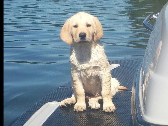 Exceptional Labrador Retriever Puppies breeder image 16