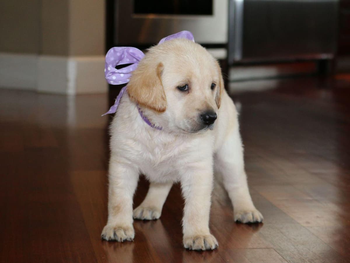Exceptional Labrador Retriever Puppies breeder image 17