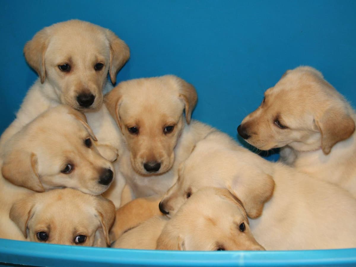 Exceptional Labrador Retriever Puppies breeder image 19