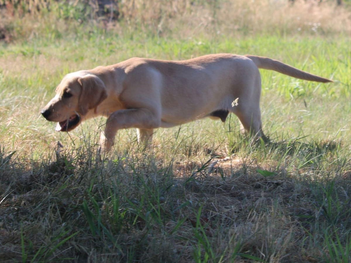 Exceptional Labrador Retriever Puppies breeder image 20